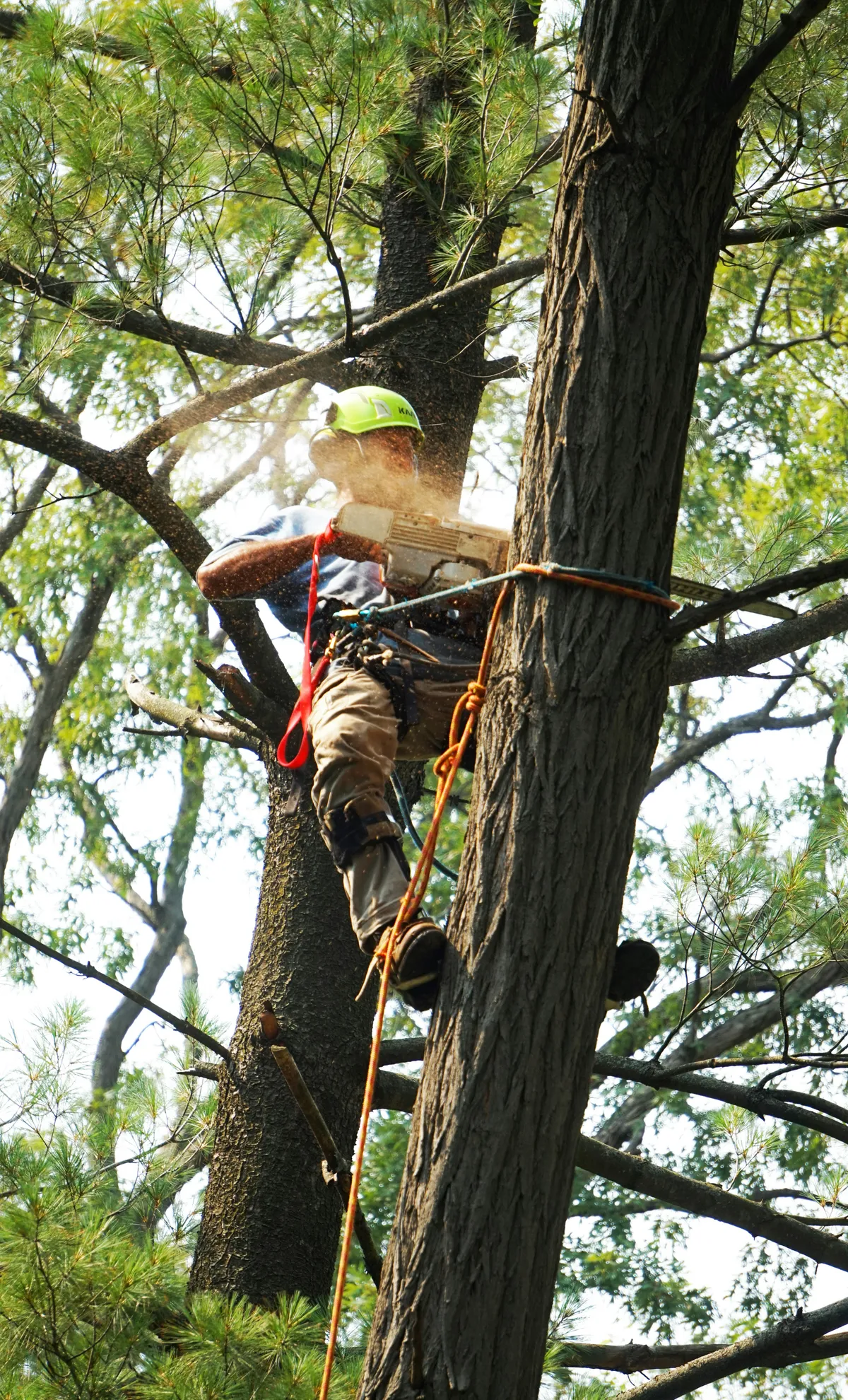 Tree service climber working high in a pine with a chainsaw